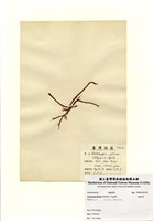 藏品(蜈蚣藻)的圖片